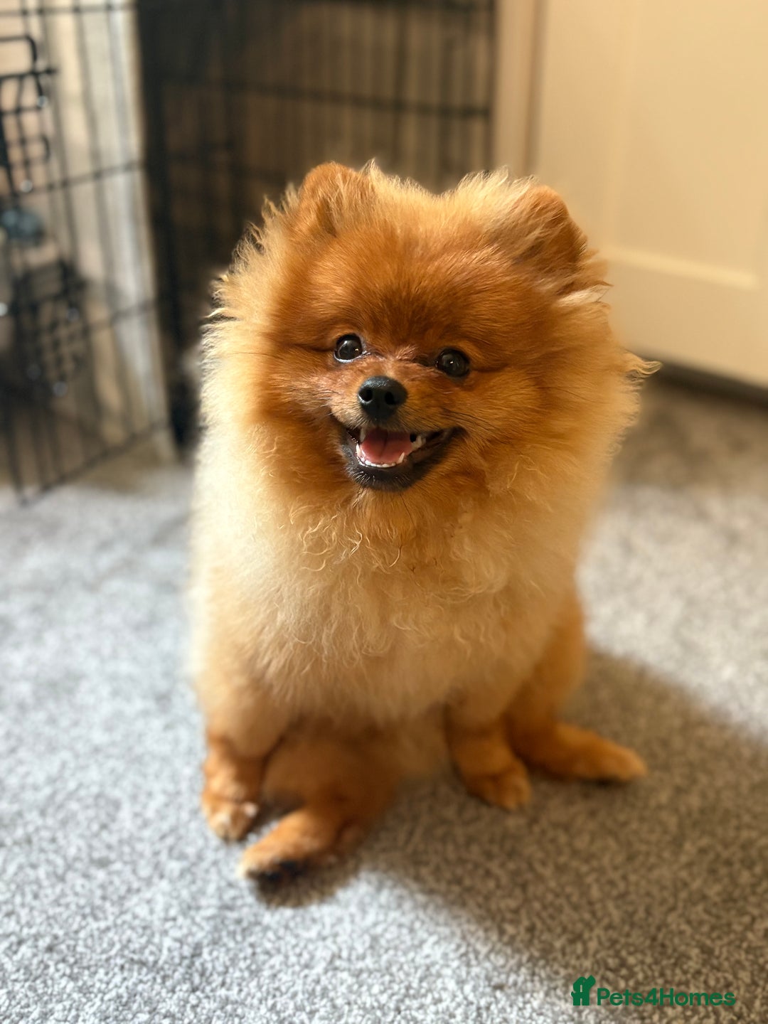 Pomeranian dogs for sale: 6 month old pomeranian  - Image 19