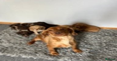 Cocker Spaniel dogs - Advert 3