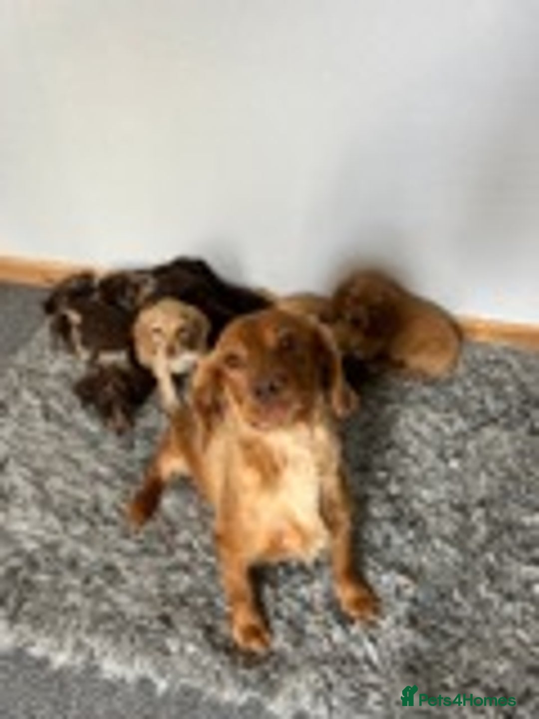 Cocker Spaniel dogs for sale: STUNNING COCKER SPANIEL PUPPIES  - Image 2