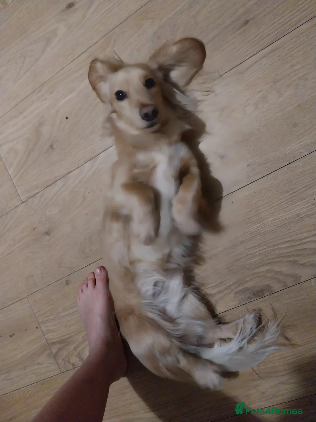 Miniature Dachshund dogs for sale: KC Cream long haired working dachshund  - Advert 2