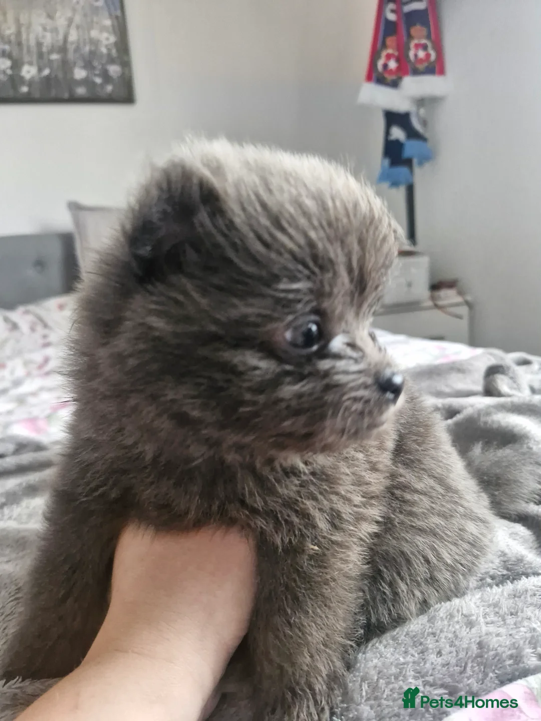Pomapoo dogs for sale: ✨ Beautiful Pomapoo Puppies – 1,600 ✨ - Advert 23