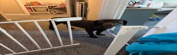 Labrador Retriever dogs for sale: Black female Labrador puppies last few left  - Advert 1