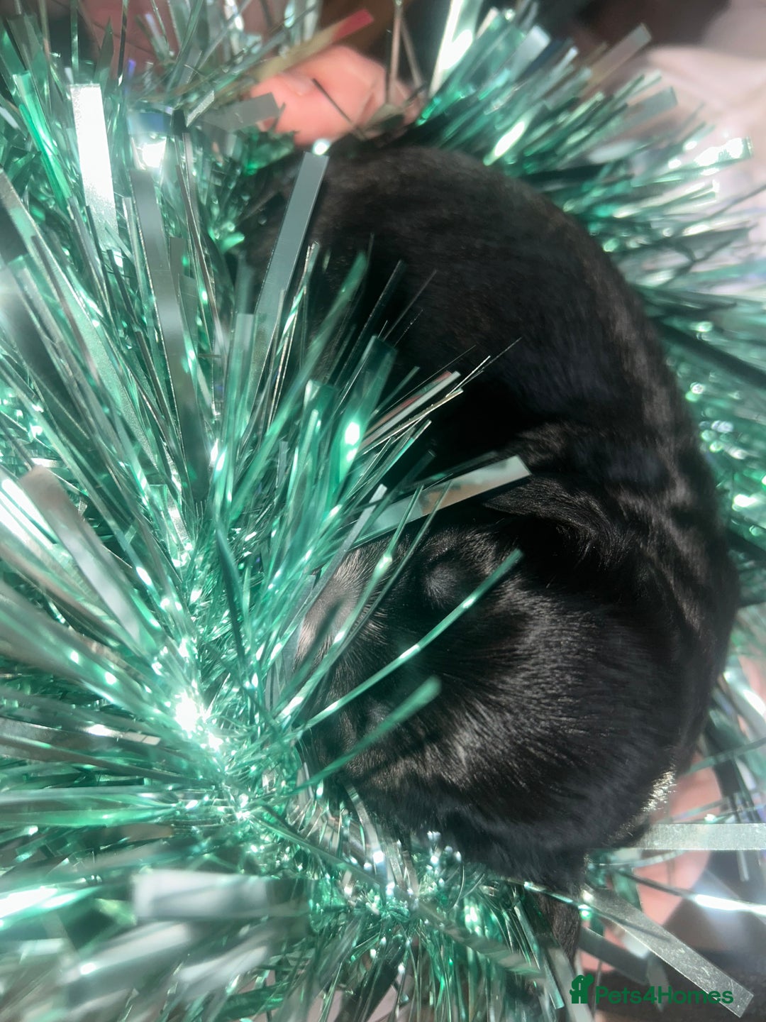 Cocker Spaniel dogs for sale: Cocker spaniel pups for sale  - Advert 15