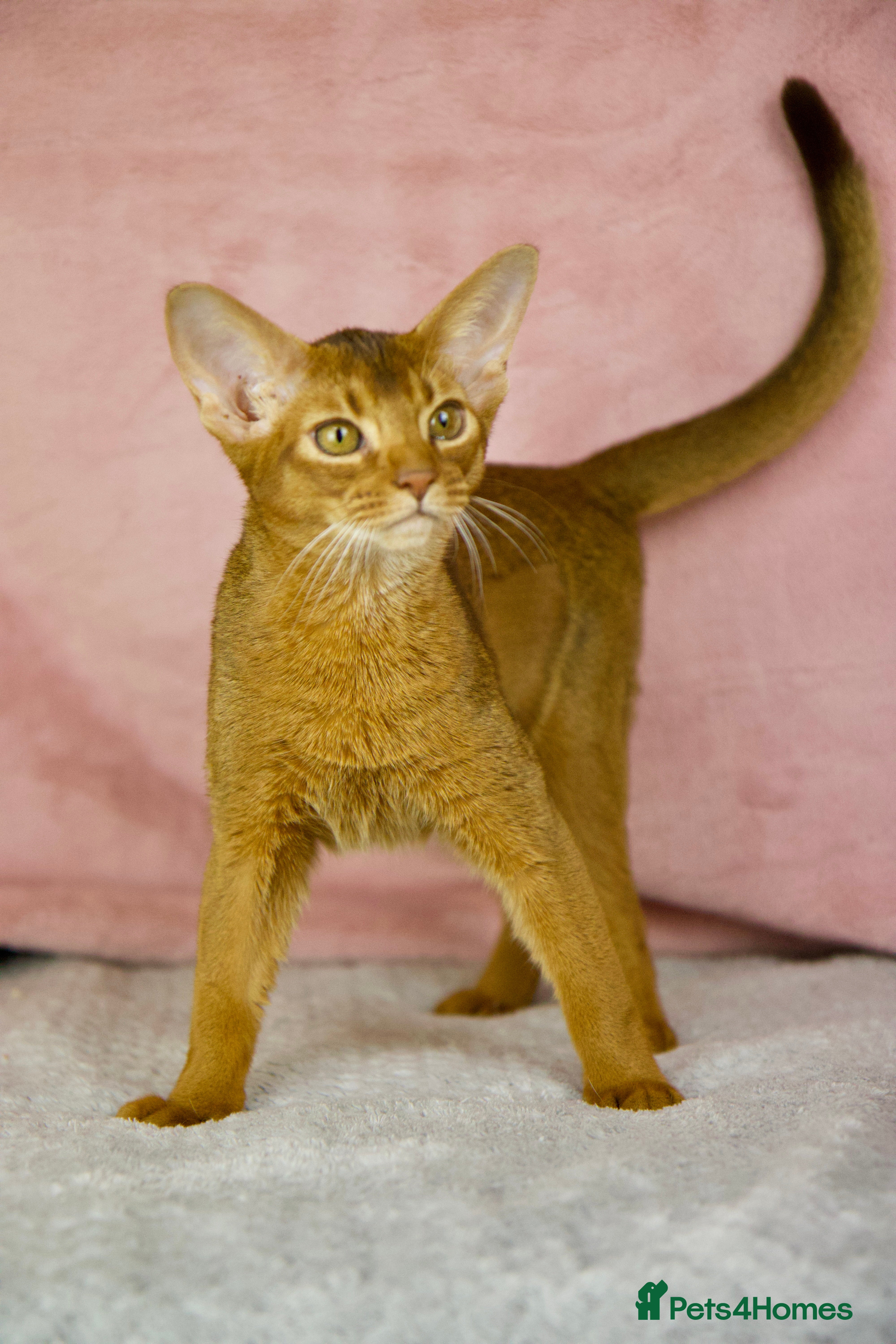 Abyssinian cats Gorgeous Abyssinian Kittens Only Sorrel girl left  - Advert 4