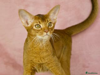 Abyssinian cats Gorgeous Abyssinian Kittens Only Sorrel girl left - Advert 3