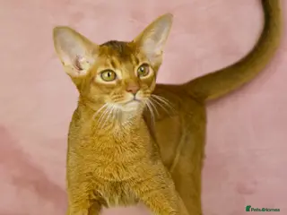 Abyssinian cats Gorgeous Abyssinian Sorrel girl Brisa - Advert 4