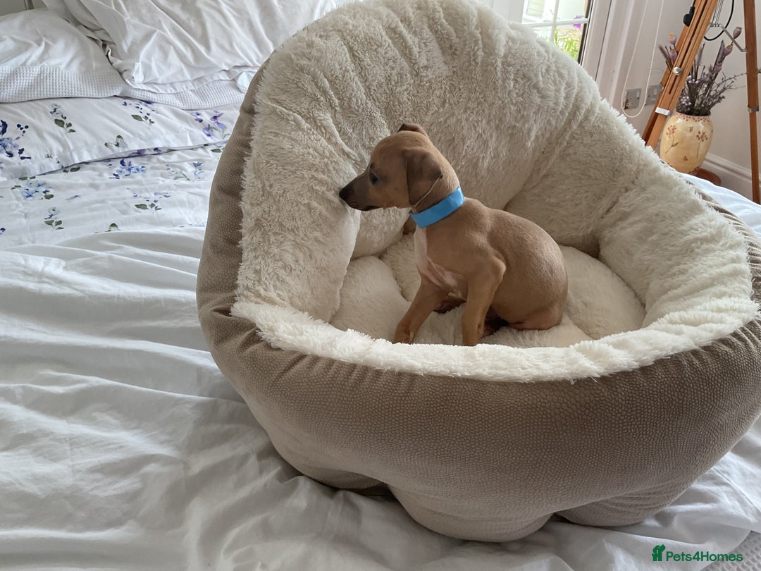 Italian Greyhound dogs for sale:  Beautiful Italian greyhound puppies  - Image 28