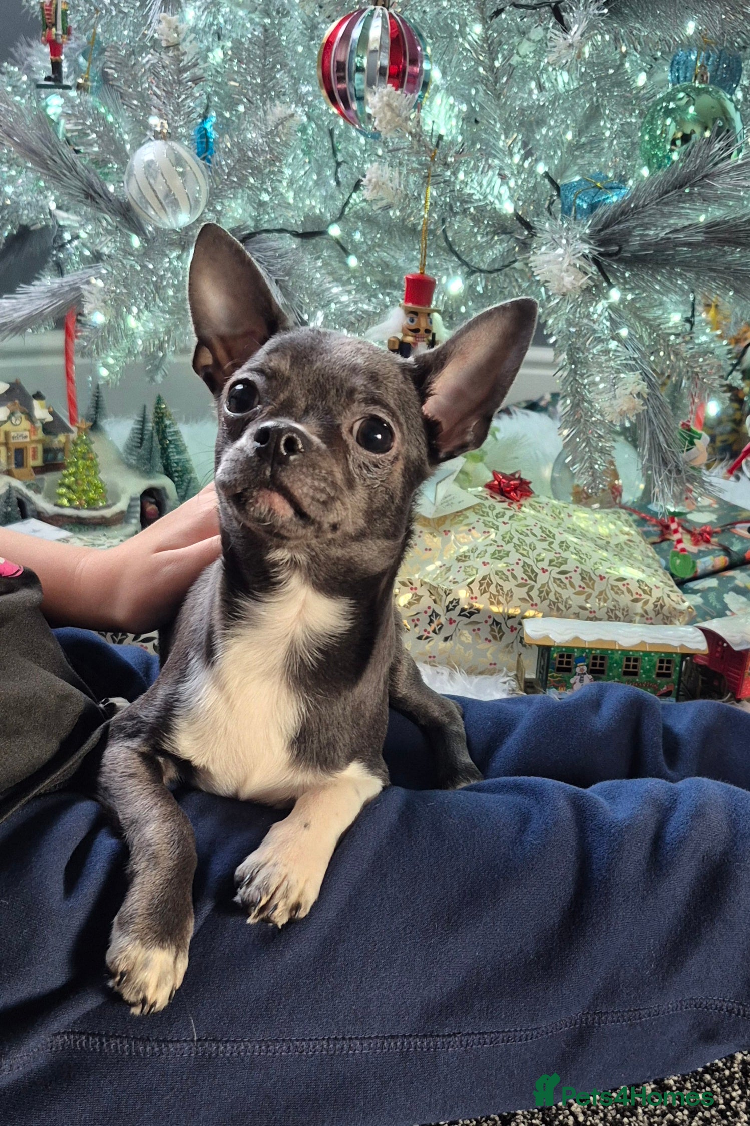 Chihuahua dogs ❤️KC Blue Chihuahua Boy Ready Now ❤️Last one - Advert 18