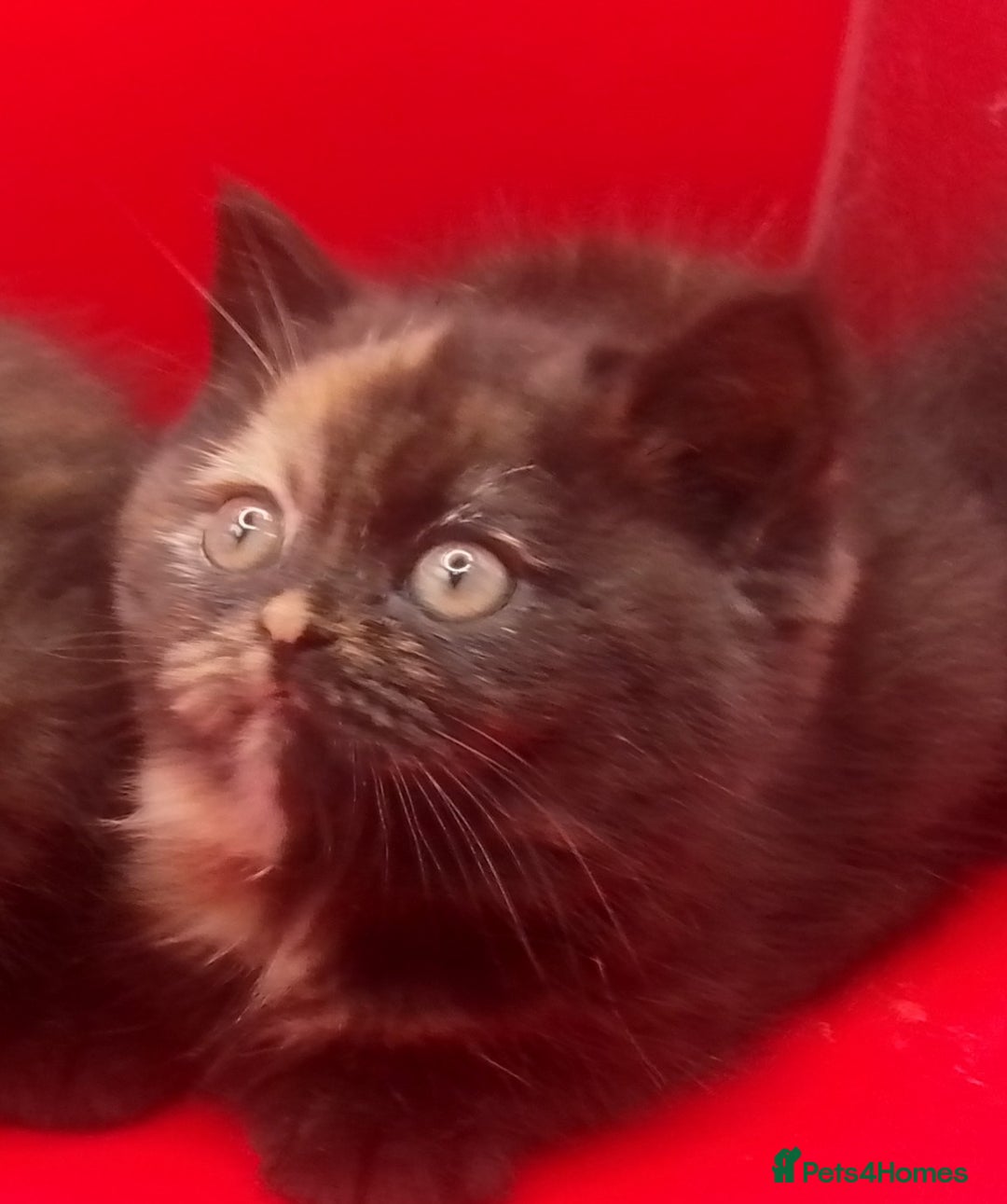 British Shorthair cats for sale: Beautiful  British Shorthair  - Advert 18