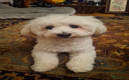 Maltese dogs for stud: Looking for stud for female maltese - Image 3