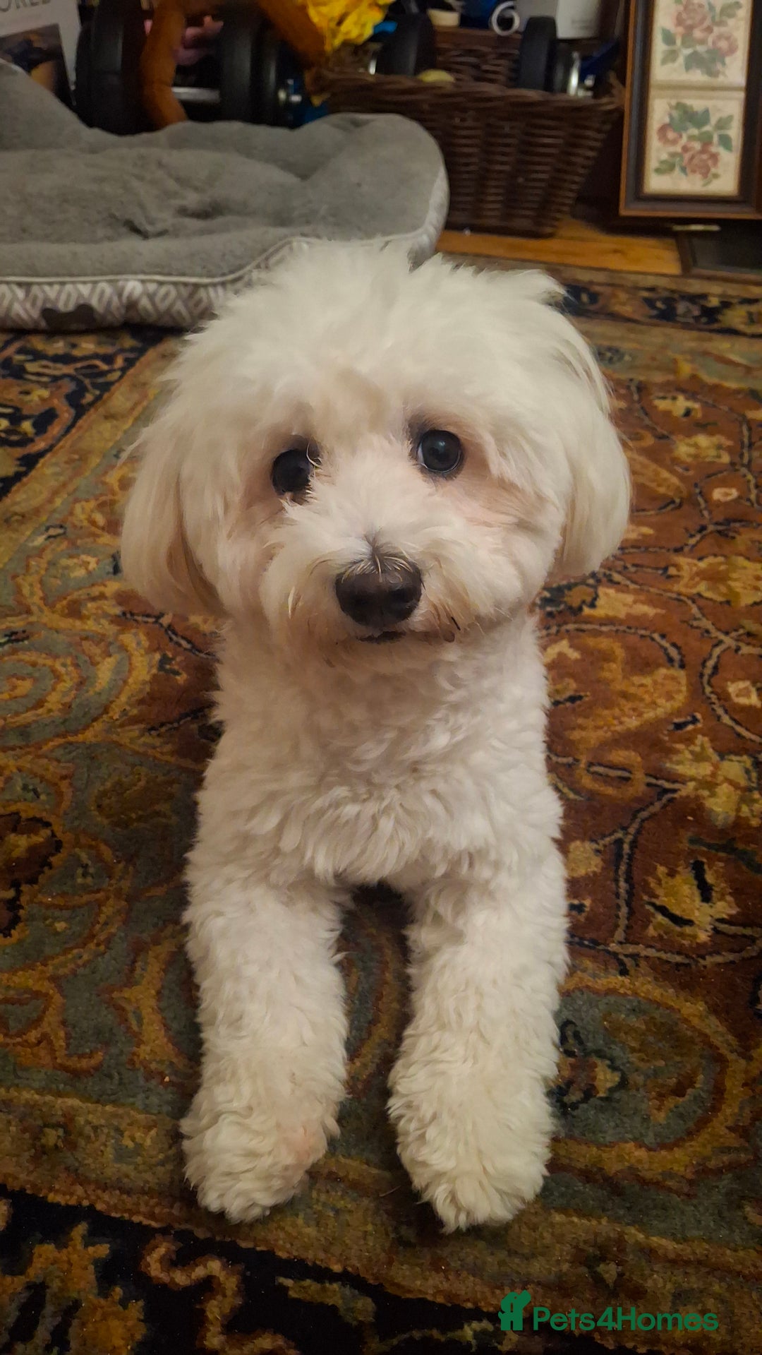 Maltese dogs for stud: Looking for stud for female maltese - Image 3