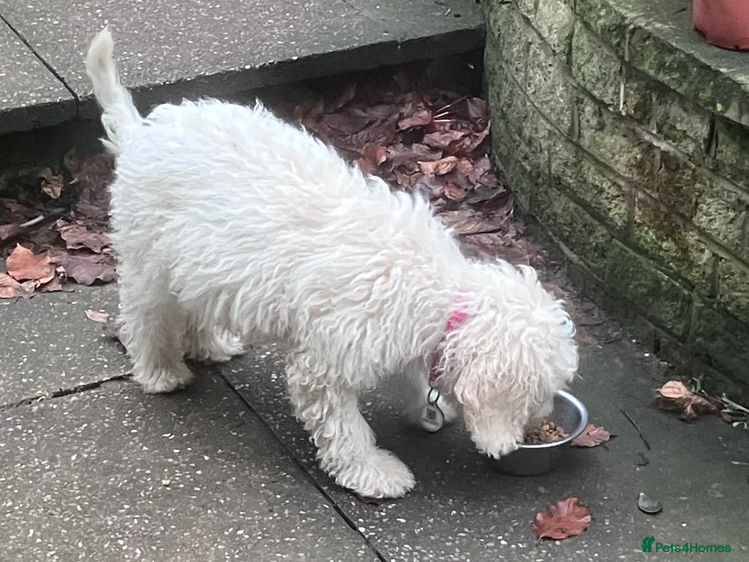 Lagotto Romagnolo dogs for sale: Pedigree Lagotto Romagnolo Puppies - Advert 15