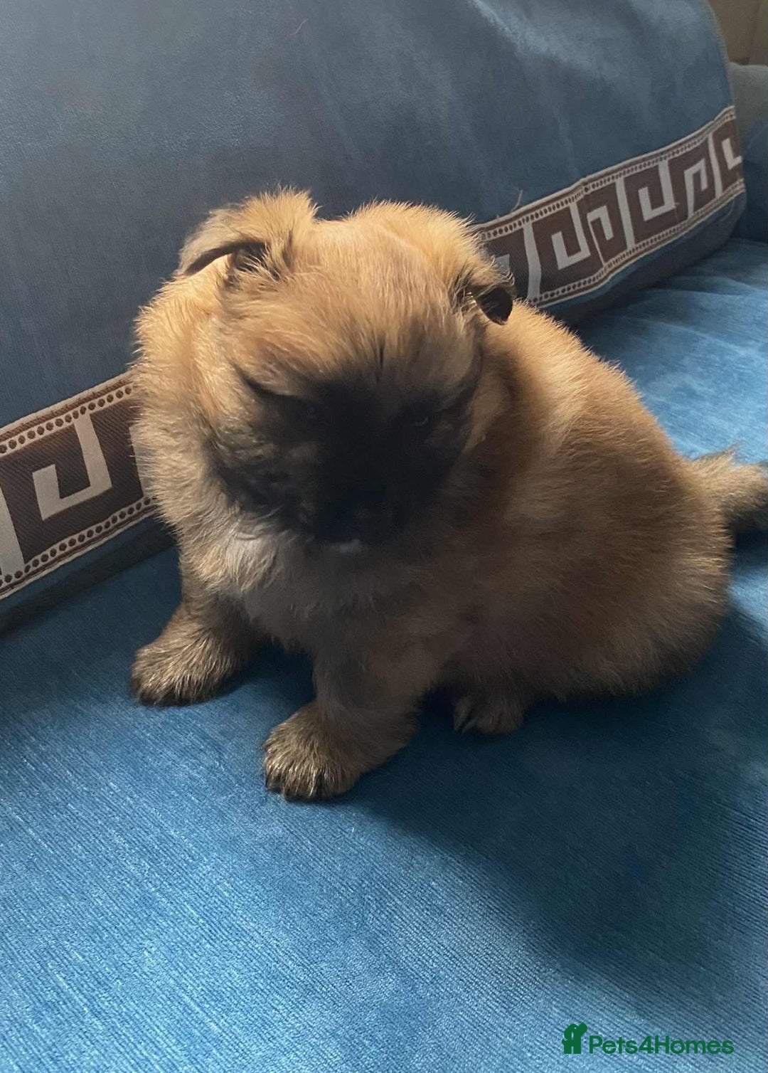 German Spitz dogs for sale: German spitz - Image 5