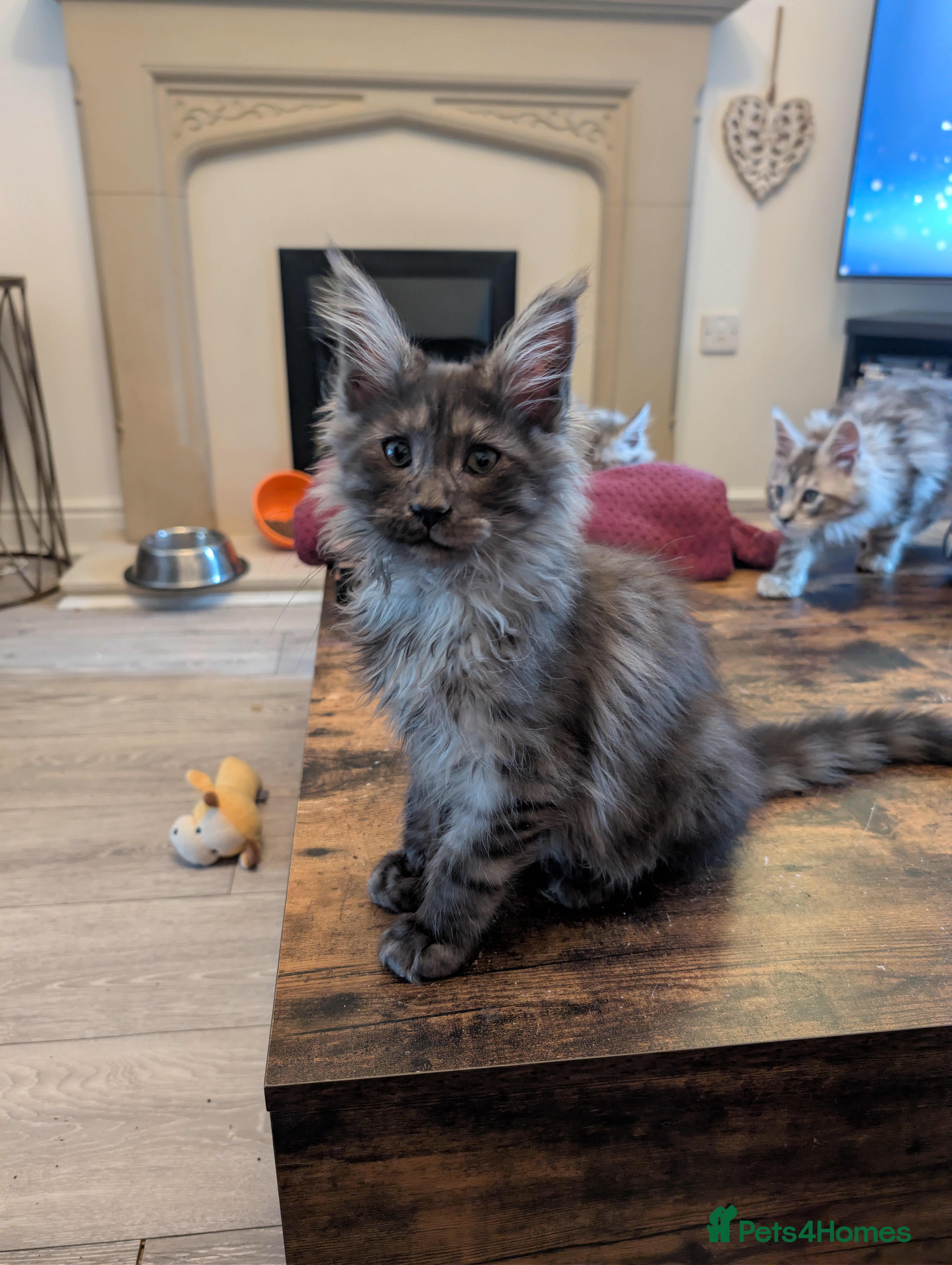 Maine Coon cats Mainecoon kittens  - Advert 17