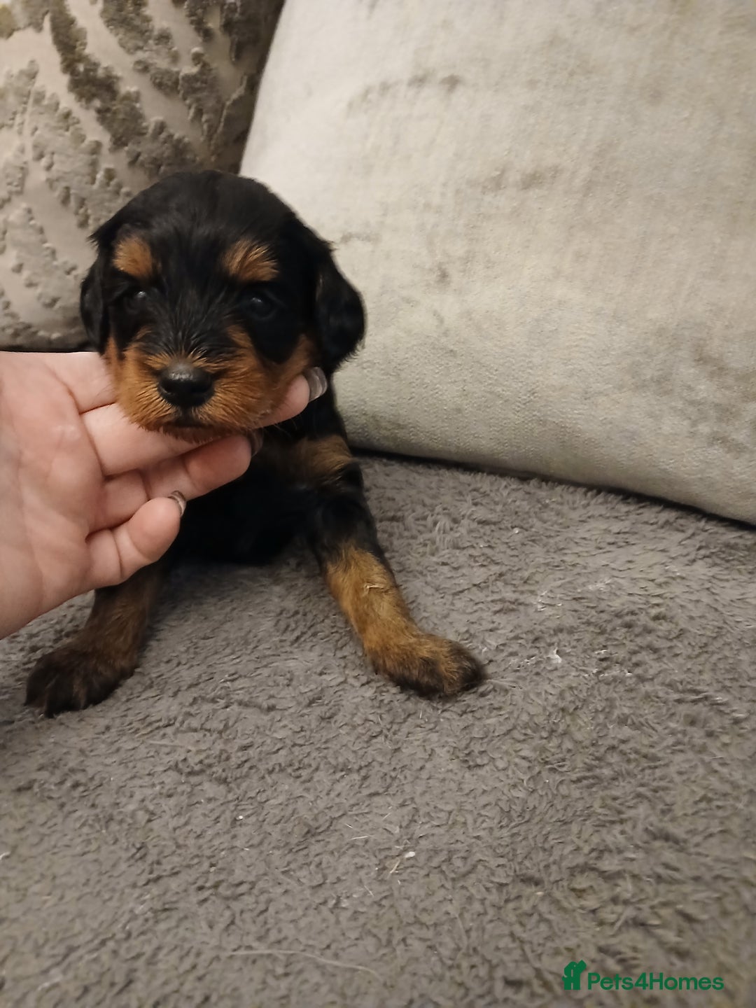 Schnoodle dogs for sale: Schnoodle puppies  - Advert 8