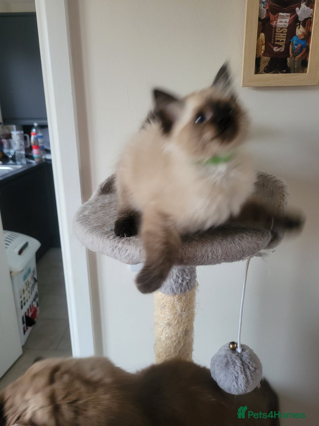 Ragdoll cats for sale: Last male Seal Point available  - Advert 5