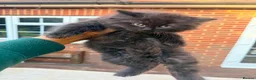 British Shorthair cats for sale: Stunning British Shorthair Kittens Ready Now! - Advert 38