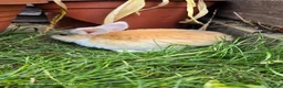 Mini Lop rabbits for sale: Jozsef - Advert 2