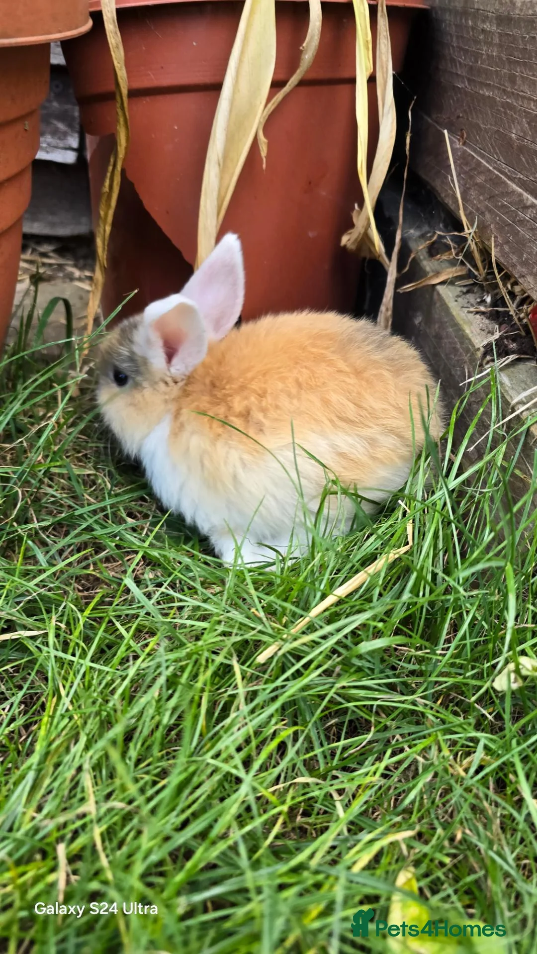 Mini Lop rabbits for sale: Jozsef - Advert 2