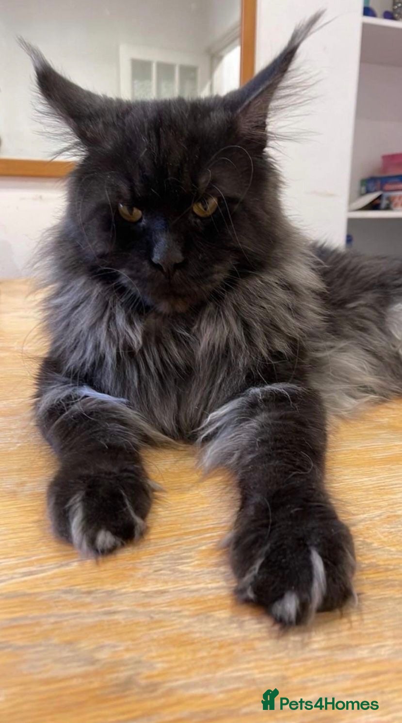 Maine Coon cats Black Maine Coon - Advert 12