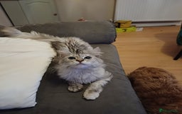 Maine Coon cats for sale: Maine Coon female  - Advert 10