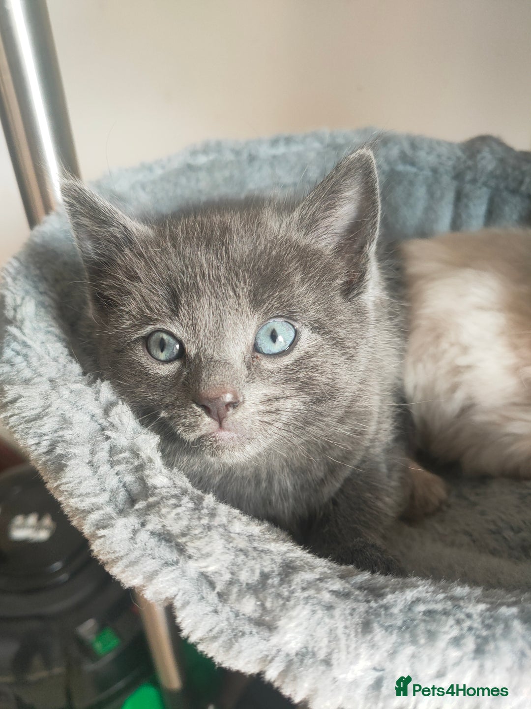 Mixed Breed cats for sale: Ragdoll X for sale  - Image 4