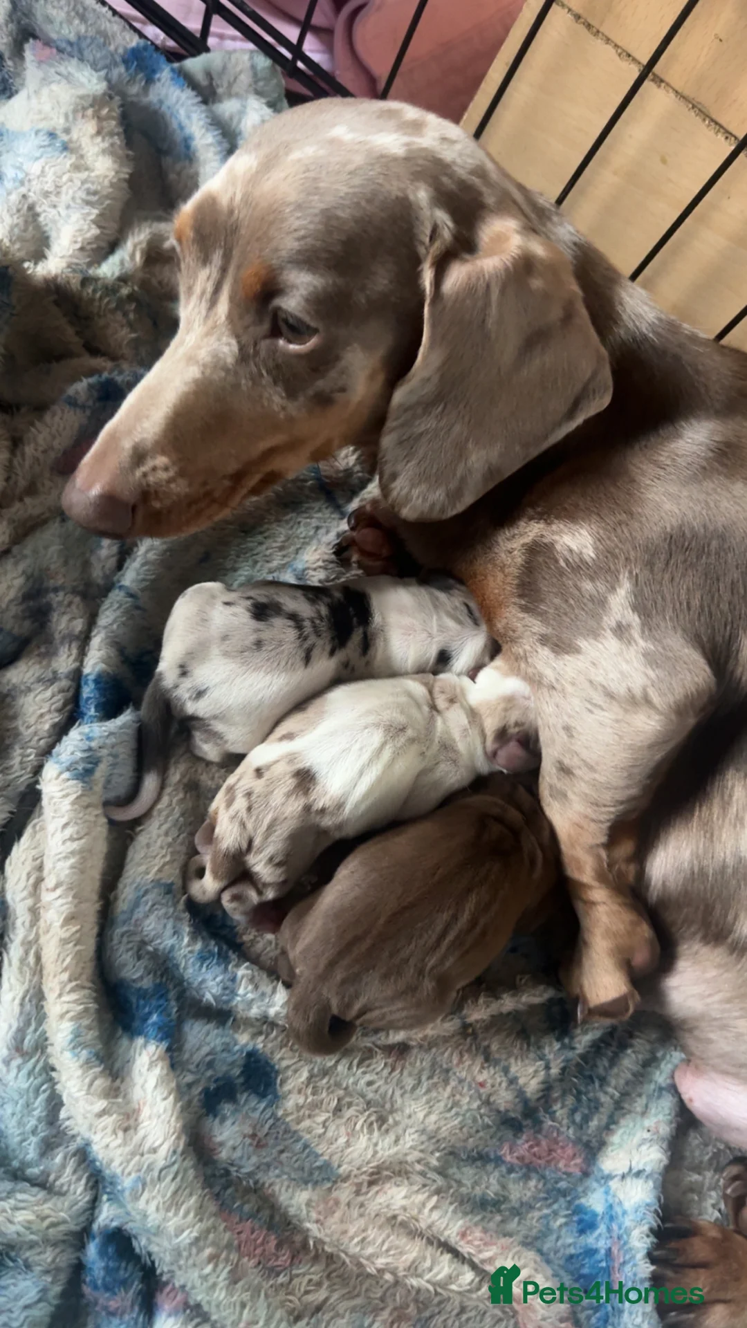 Dachshund dogs for sale: Dachshund puppy’s  in Bury - Advert 1