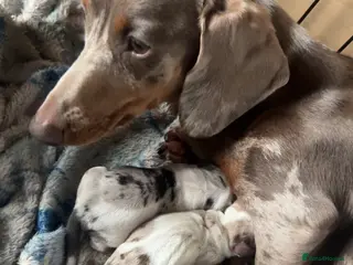 Dachshund dogs Dachshund puppy’s - Advert 10