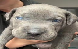 Mixed Breed dogs for sale: Cane Corse X puppies  - Image 2