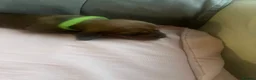Dachshund dogs for sale: 4 beautiful dachshunds  - Advert 7