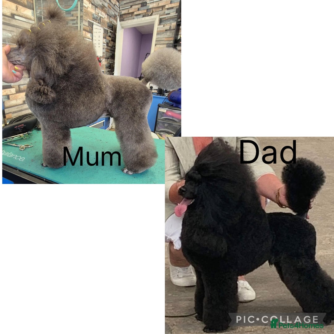 Miniature Poodle dogs for sale: Show quality male poodle  - Image 2