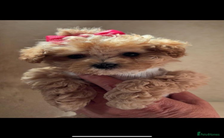 Maltipoo dogs - Advert 4