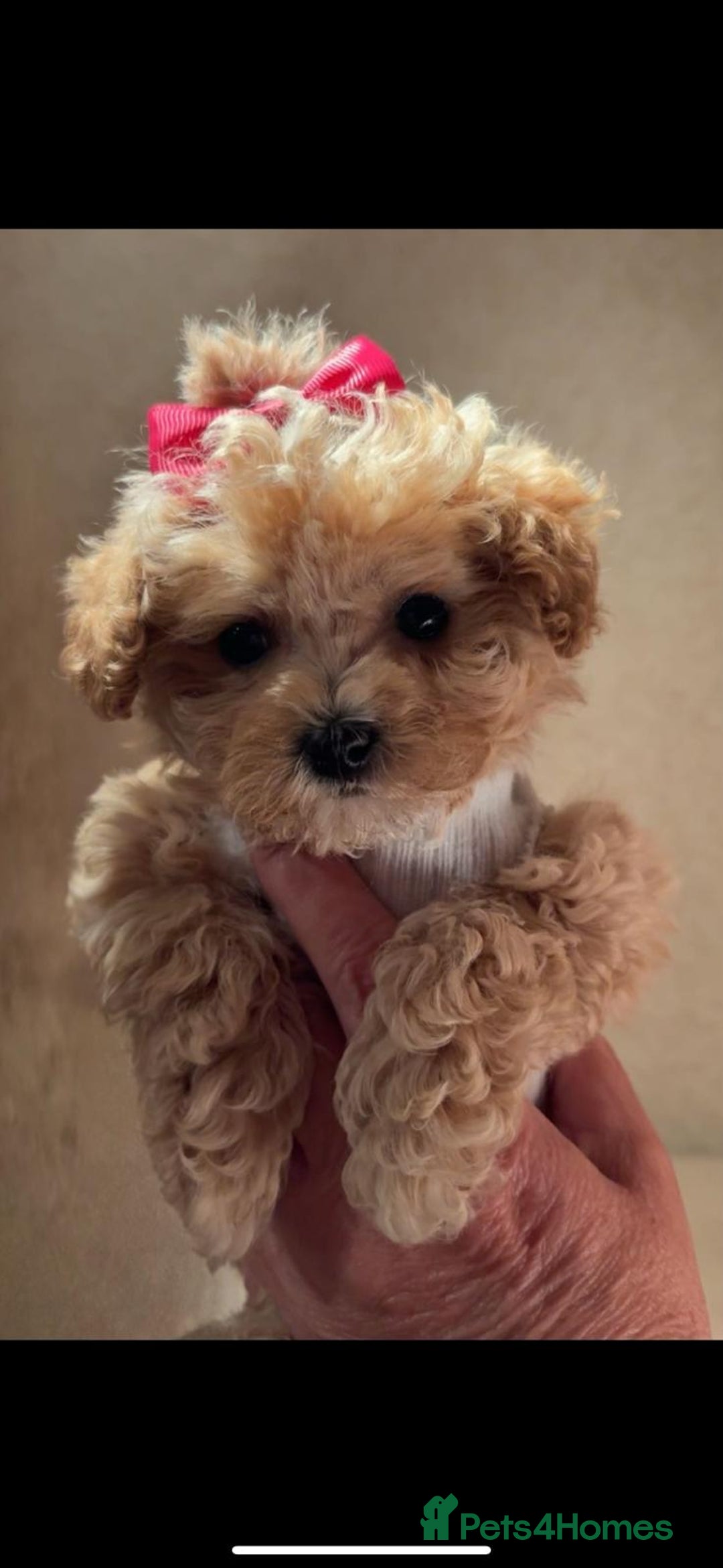Maltipoo dogs for sale: ONLY 1 Exceptional korean maltipoo left - Image 2