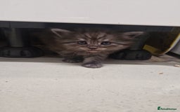 Maine Coon cats for sale: Maine coon - Image 4