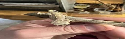 Gecko reptiles for sale: Mixed crested geckos  - Advert 5
