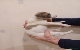 Whippet dogs for sale: Beautiful KC Reg Whippet Puppies - Advert 29