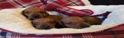 Dachshund dogs for sale: Standard Dachshund KC registered puppies - Advert 1