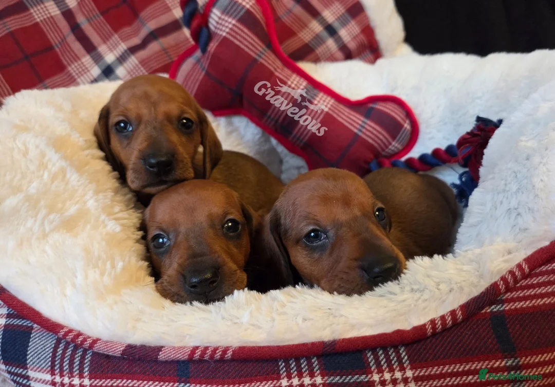 Dachshund dogs for sale: Standard Dachshund KC registered puppies - Advert 1