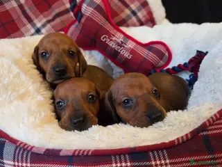 Dachshund dogs Standard Dachshund KC registered puppies - Advert 2