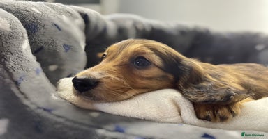 Miniature Dachshund dogs - Advert 1