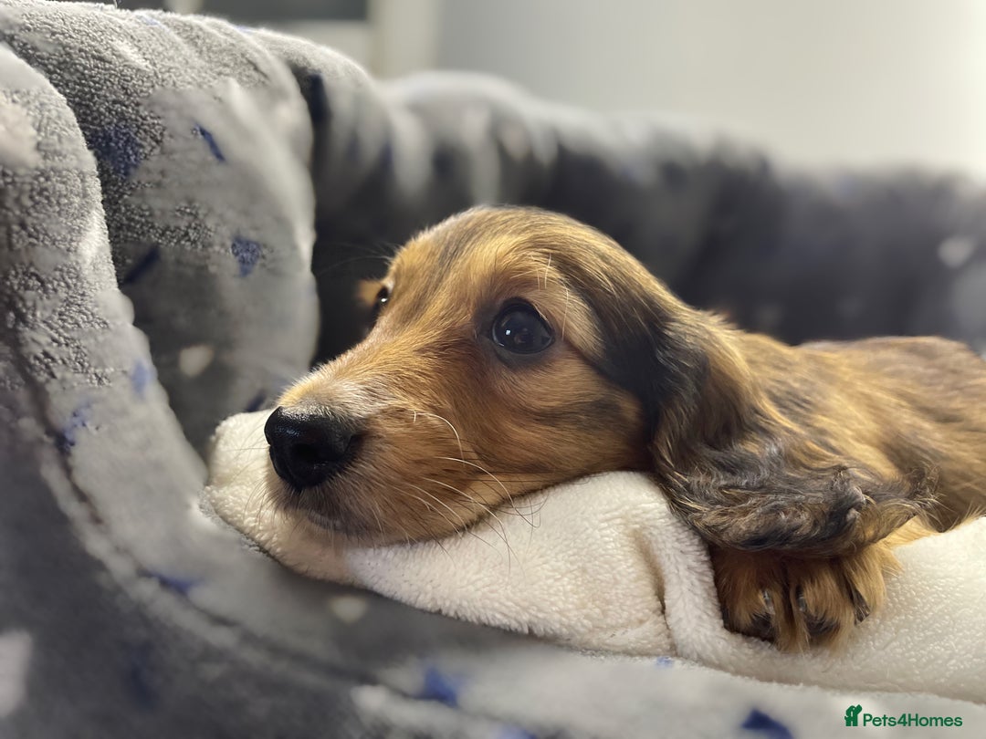 Miniature Dachshund dogs for sale: mini long hair pups for sale  - Image 2