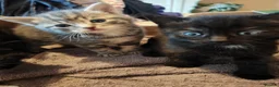 Mixed Breed cats for sale: Beautiful litter of kittens - Advert 8