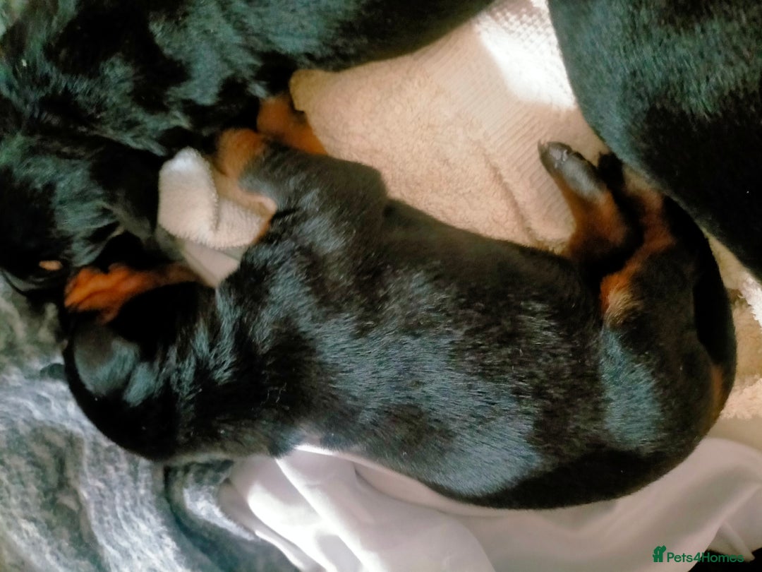 Dobermann dogs for sale: Dobermann puppies - Image 13