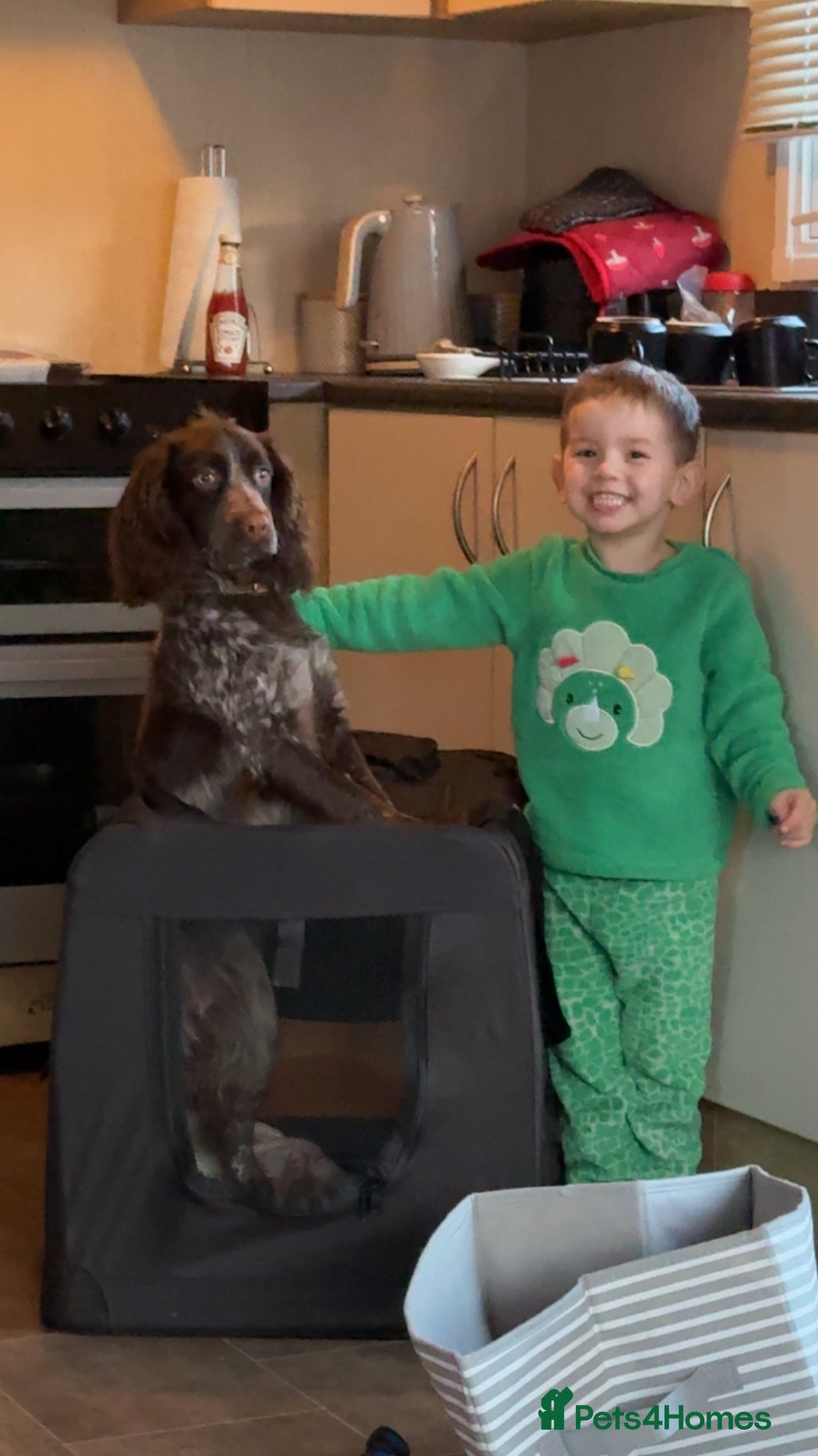 Cocker Spaniel dogs for sale: Cocker spaniel 2 years old  - Advert 3