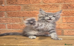Maine Coon cats for sale: Beautiful Maine Coon kittens - Image 2