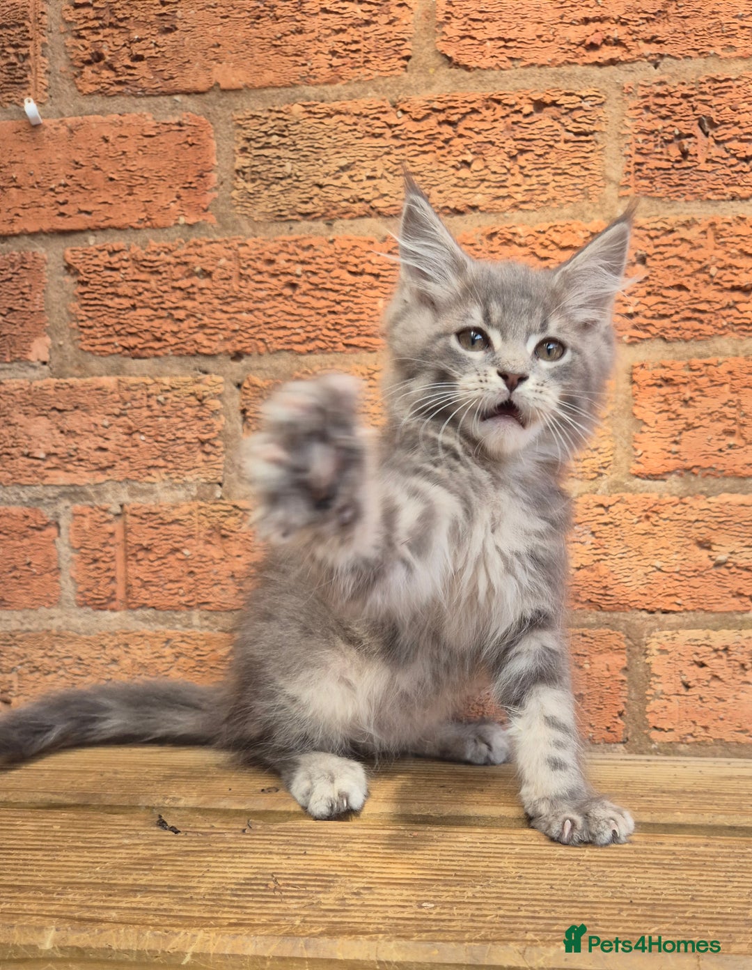 Maine Coon cats for sale: Beautiful Maine Coon kittens - Image 2