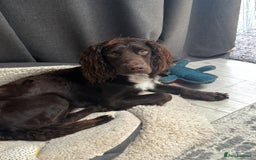 Sprocker dogs for stud: Stunning Cocker Spaniel Cross for Stud  - Image 17