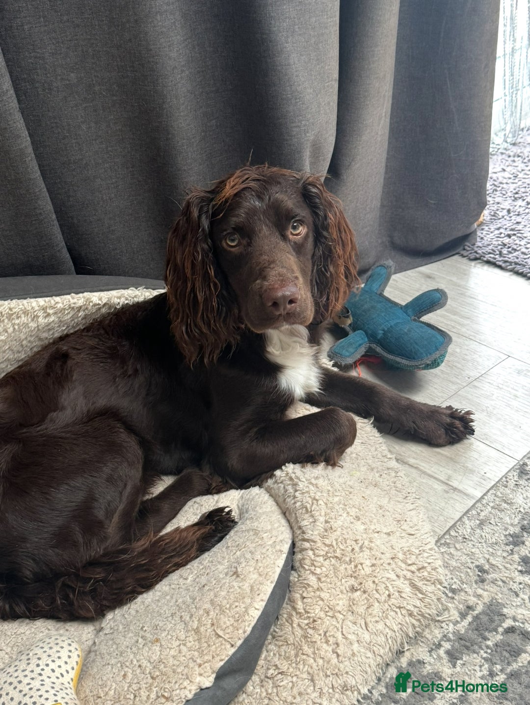 Sprocker dogs for stud: Stunning Cocker Spaniel Cross for Stud  - Image 17