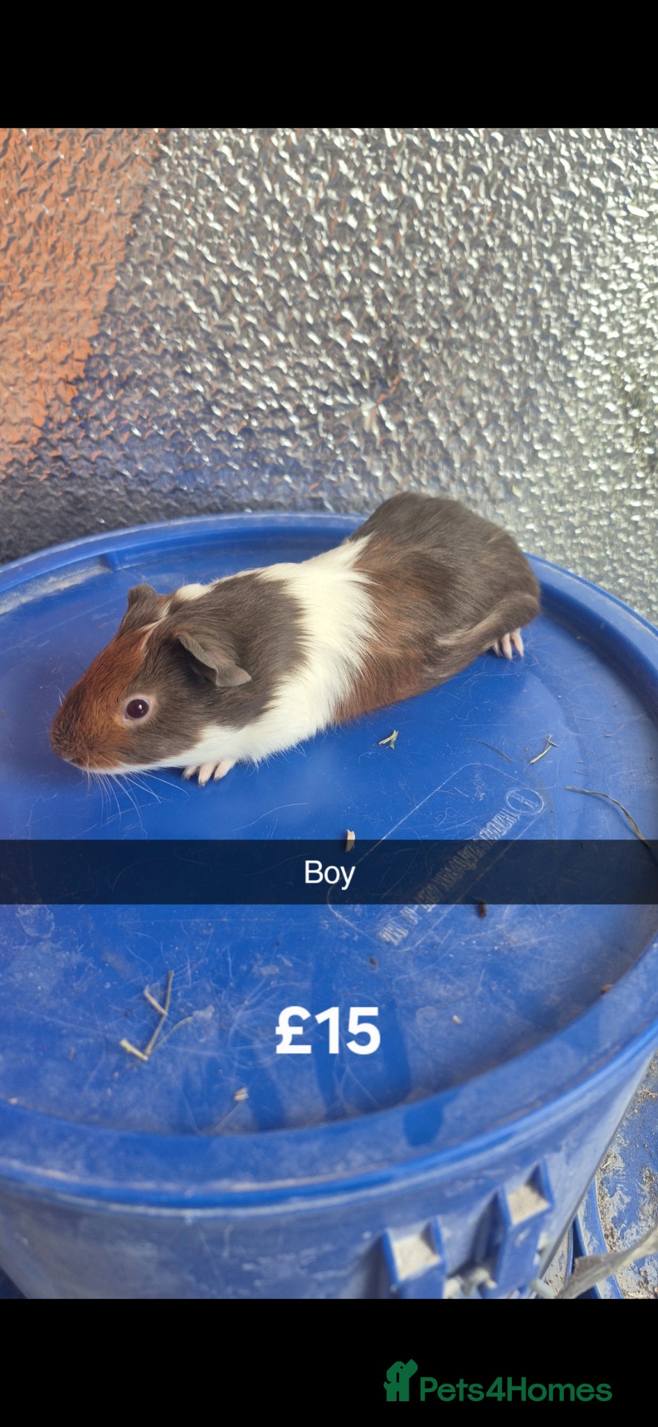 Guinea Pig rodents Baby Guniea Pigs  - Advert 2