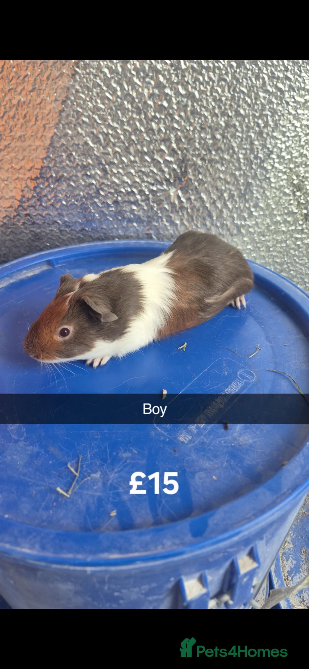 Guinea Pig rodents for sale: Baby Guniea Pigs  - Advert 2